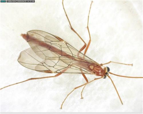 Ophion variegatus